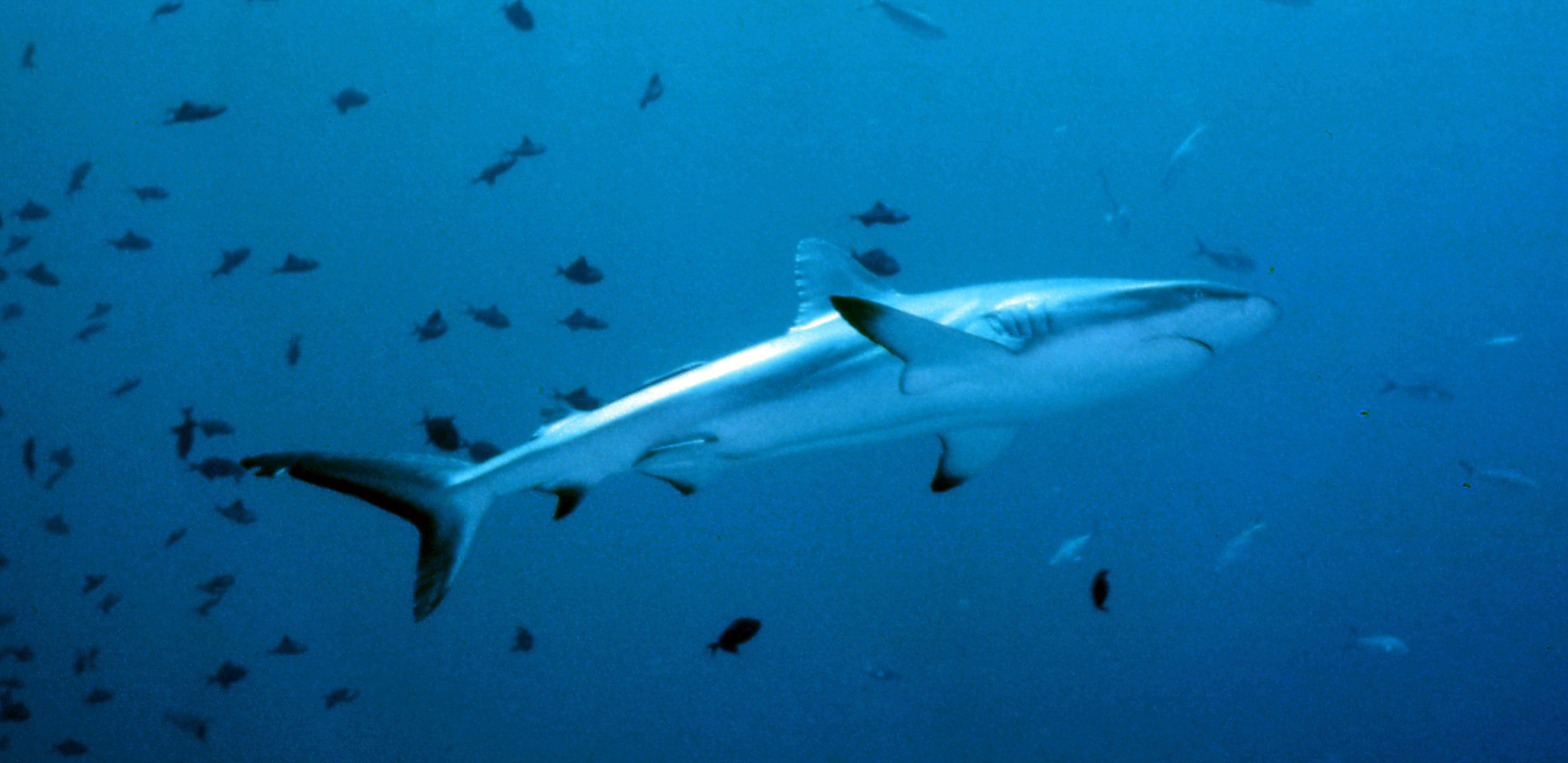 Palau   Shark